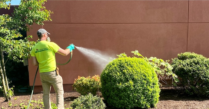 Technician spraying a bush