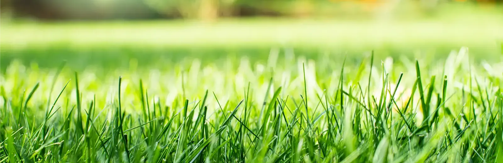 grass bg