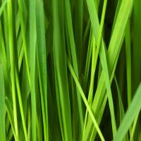 grass blades up close