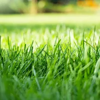 blades of bright green grass