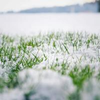 snow covering blades of grass