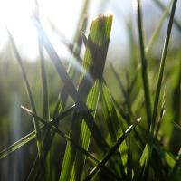 upclose image of grass blade
