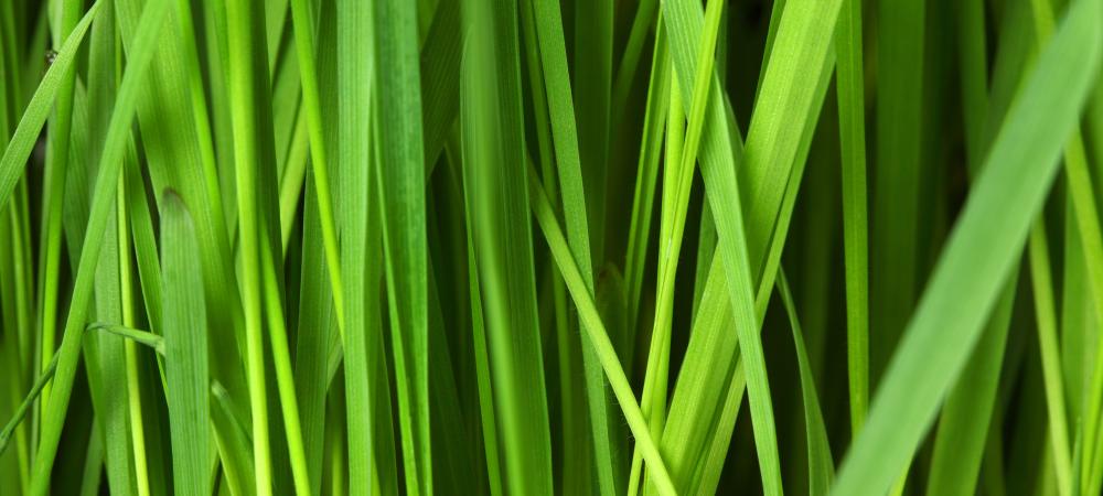 grass blades up close
