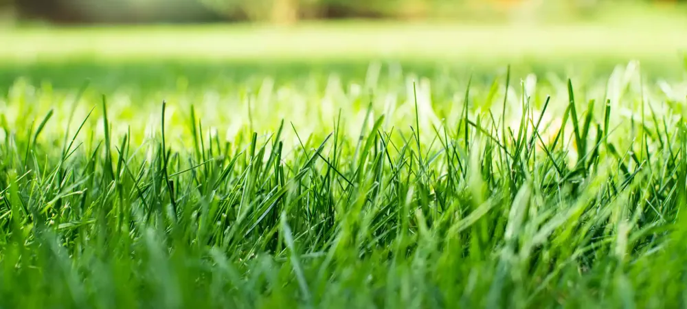 blades of bright green grass