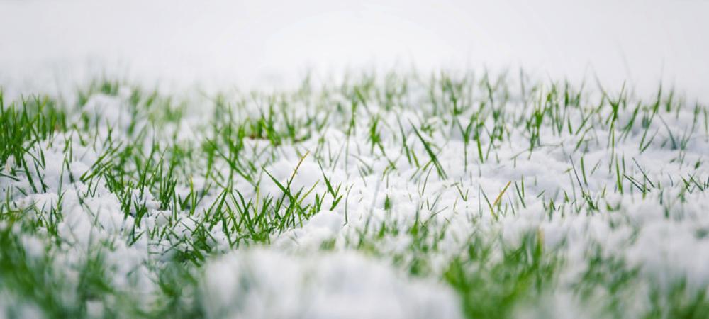 snow covering blades of grass