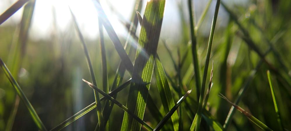 upclose image of grass blade