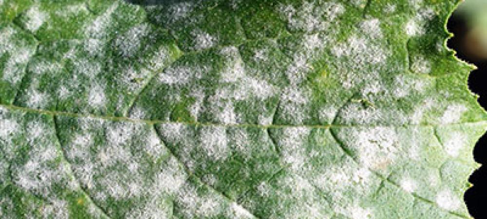 Powdery mildew